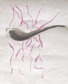Dessin encre de chine de Shuilem, 2019. Poisson sur l'herbe, dans une atmosphère apaisée.