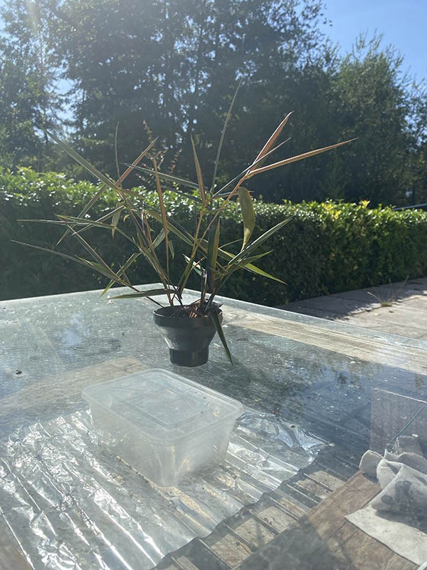 Pot de Bambous — tableau laqué
