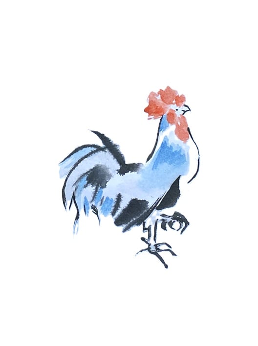 le coq en couleurs